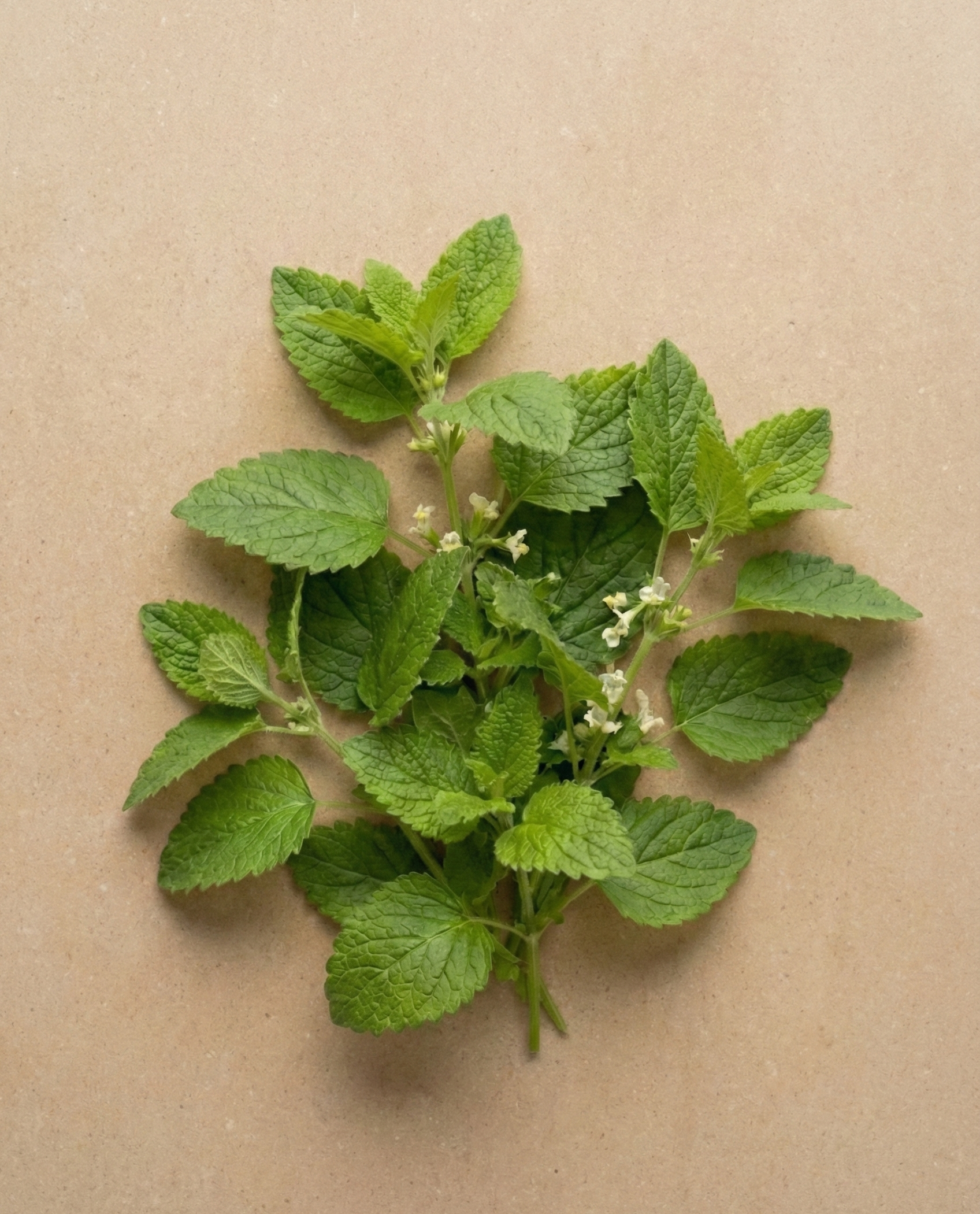 Lemon Balm